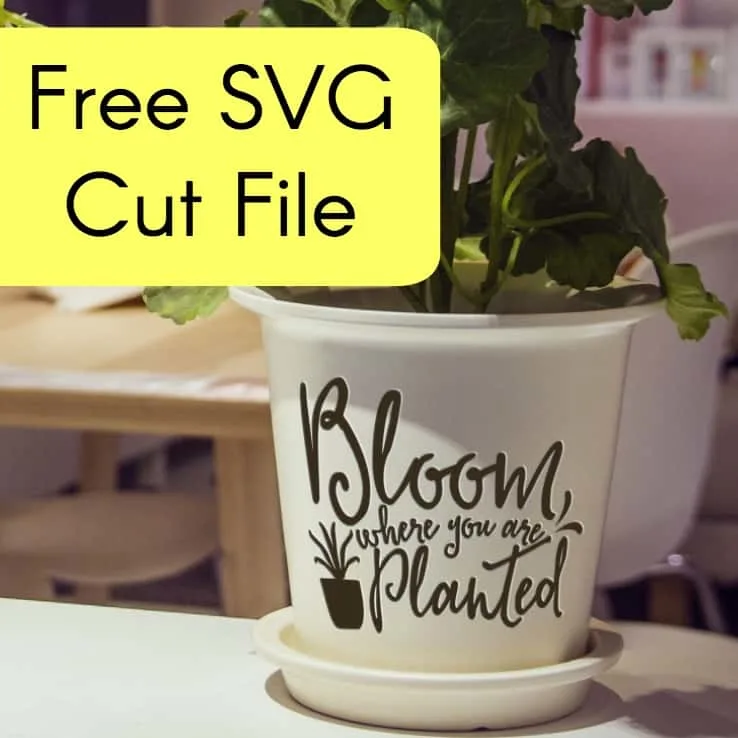 Free 'Bloom Where You Are Planted' SVG Cut File for Silhouette Portrait or Cameo and Cricut Explore or Maker - by cuttingforbusiness.com.